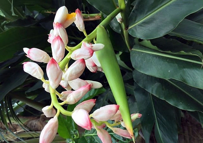 chang ky su cong nghe va giac mo nam duoc