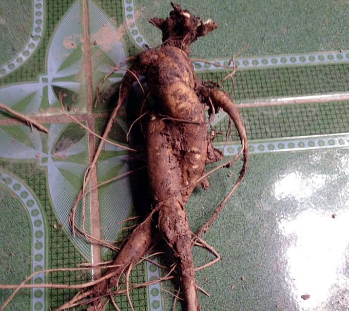 chang ky su cong nghe va giac mo nam duoc