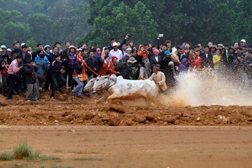 Nao nhiet dua bo Bay Nui o Ha Noi