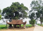 Có một làng 'ông Nghè như… lá tre'