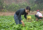 Thực phẩm “sạch” - “sạch” đến đâu?