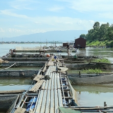 phu tho gan 14 tan ca chet nghi do xa lu