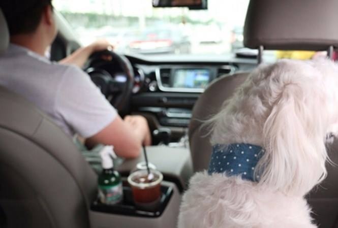 la lung dich vu taxi cho thu cung o han quoc