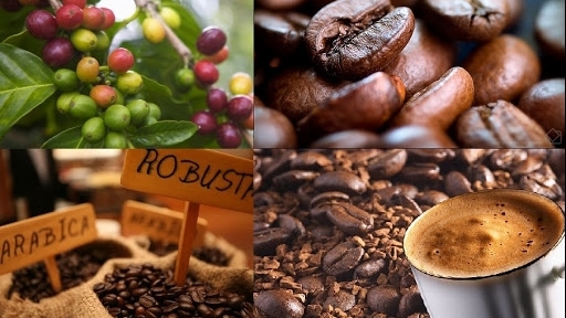 Giá cà phê hôm nay 25/6: Quay đầu giảm tại thị trường trong nước