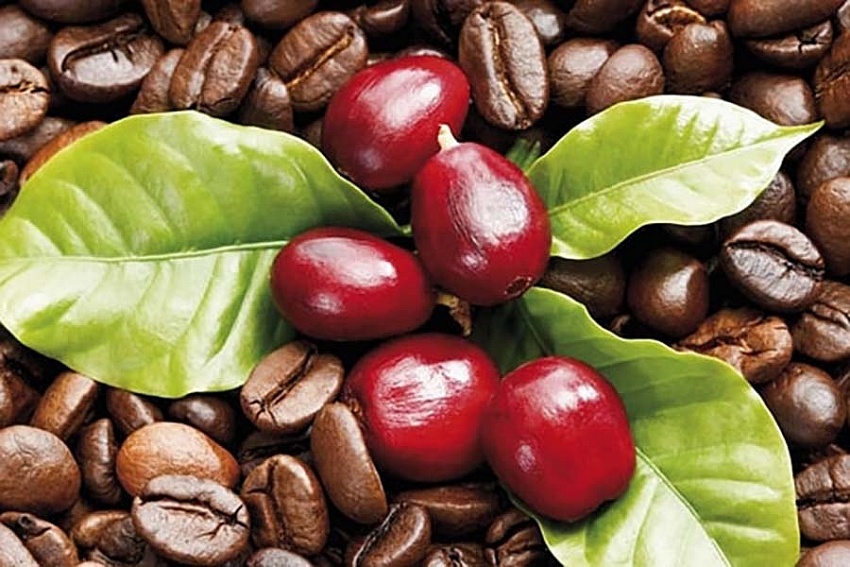 Giá cà phê hôm nay 22/11: Robusta và Arabica có xu hướng giảm