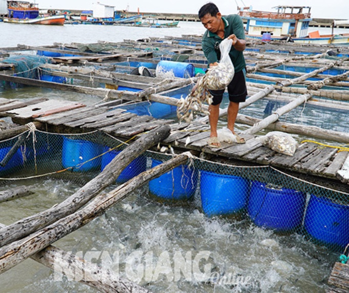 Kiên Giang xây dựng ngành nuôi biển theo hướng hiện đại