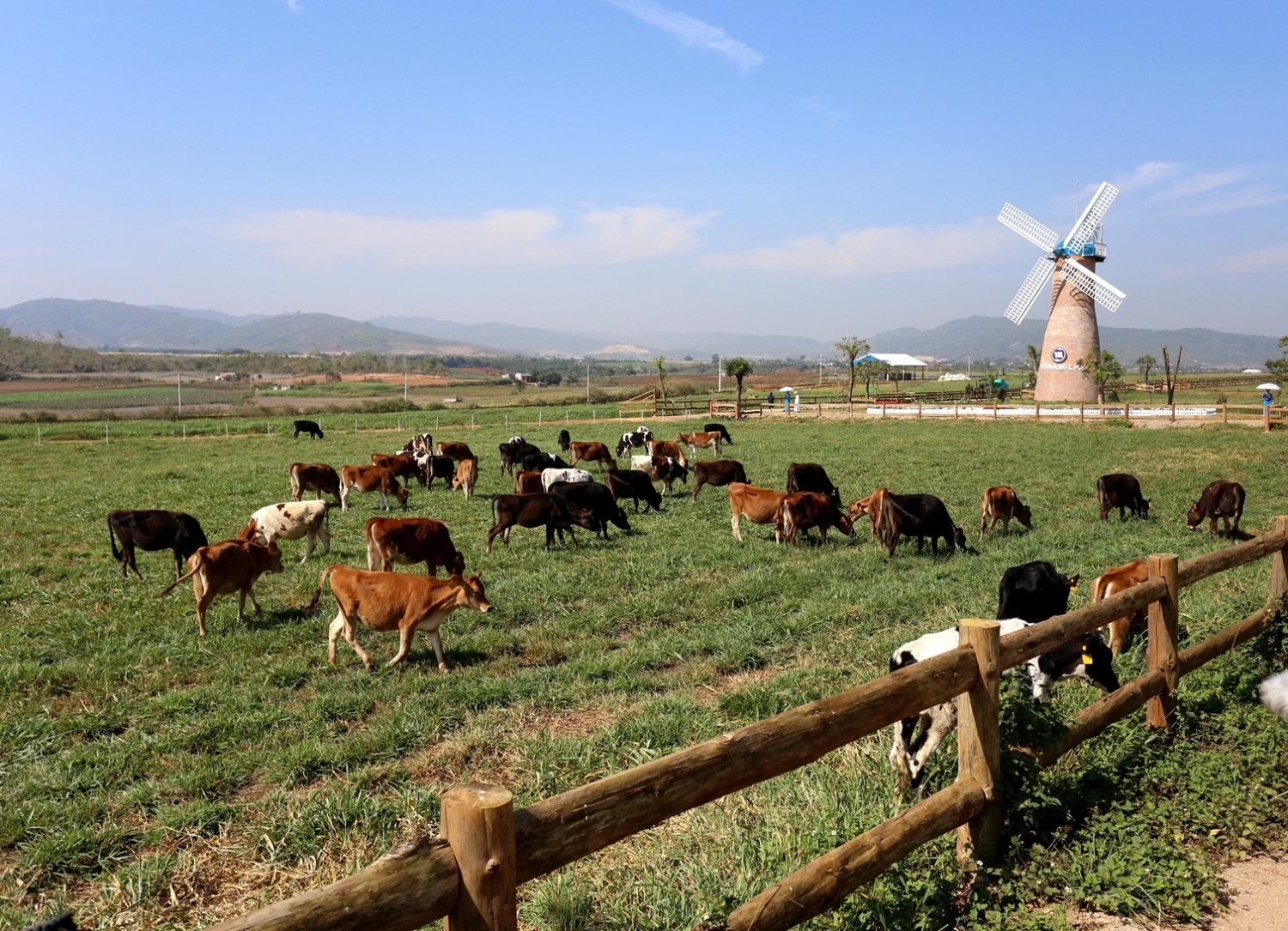 Trang trại bò sữa Vinamilk Organic Đà Lạt
