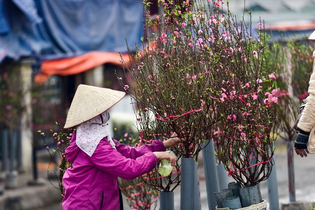 Đào xuống phố sớm, nhiều tuyến đường Hà Nội đã rộn ràng sắc xuân
