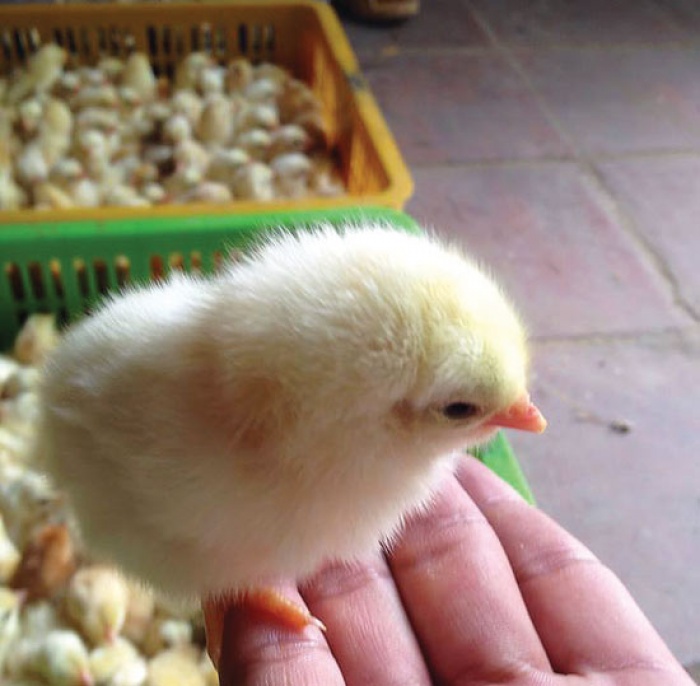 Giống Ga Quy Hiếm ở Hoa Binh