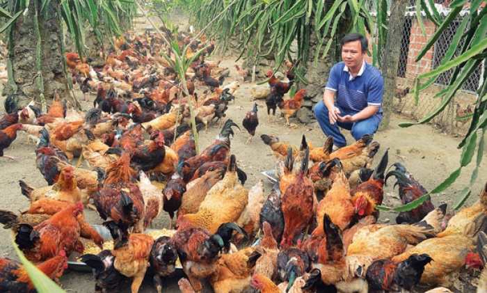 Giống Ga Quy Hiếm ở Hoa Binh