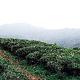 Trồng trà -  trên dải núi cao nhất vùng Đông Bắc