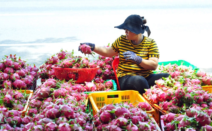 ky vong suc bat xuat khau tu evfta