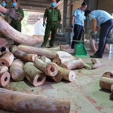 viet nam va cuoc chien voi nan buon ban dong vat hoang da