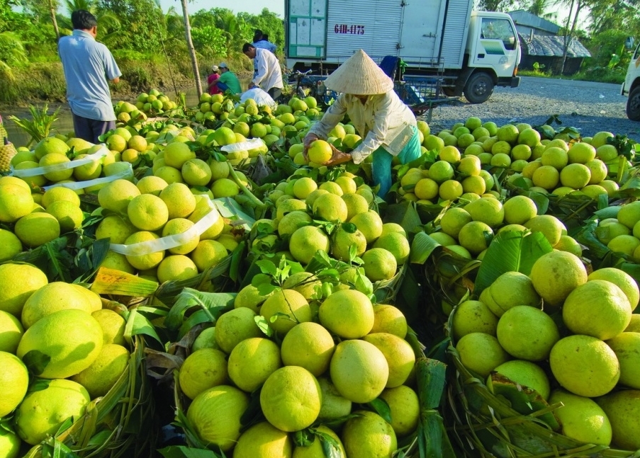 Nông sản Sóc Trăng cần được hỗ trợ tiêu thụ