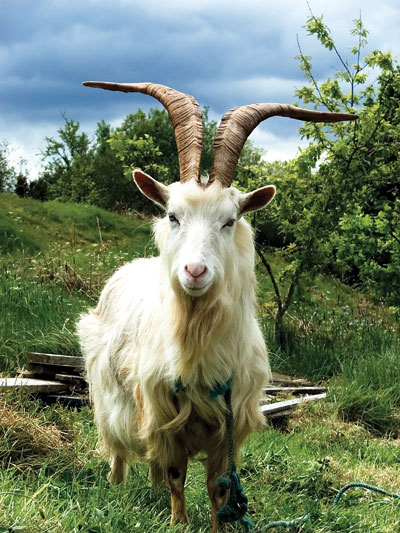 (petrotimes)-co y kien cho rang, de da duoc