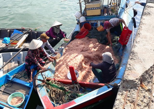 Ngư dân Bình Định trúng lớn “lộc biển”, kiếm tiền triệu chỉ vài giờ ngu dan binh dinh trung lon loc bien kiem tien trieu chi vai gio