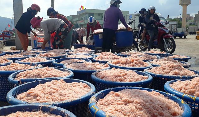 Ngư dân Bình Định trúng lớn “lộc biển”, kiếm tiền triệu chỉ vài giờ ngu dan binh dinh trung lon loc bien kiem tien trieu chi vai gio