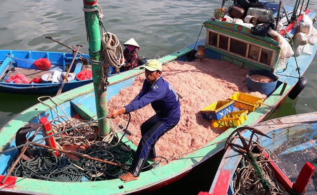 Ngư dân Bình Định trúng lớn “lộc biển”, kiếm tiền triệu chỉ vài giờ ngu dan binh dinh trung lon loc bien kiem tien trieu chi vai gio