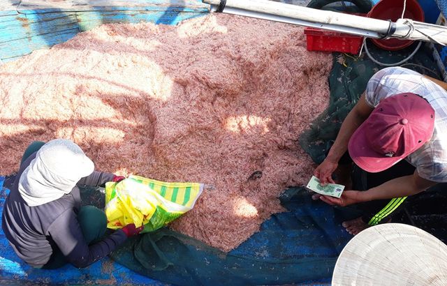 Ngư dân Bình Định trúng lớn “lộc biển”, kiếm tiền triệu chỉ vài giờ ngu dan binh dinh trung lon loc bien kiem tien trieu chi vai gio