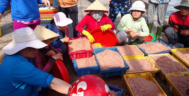 Ngư dân Bình Định trúng lớn “lộc biển”, kiếm tiền triệu chỉ vài giờ ngu dan binh dinh trung lon loc bien kiem tien trieu chi vai gio