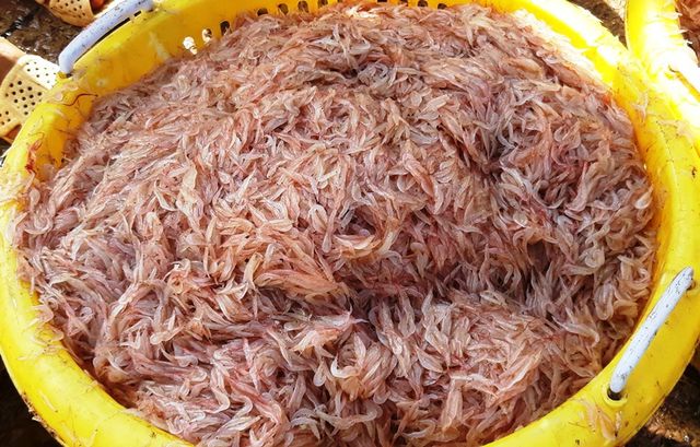 Ngư dân Bình Định trúng lớn “lộc biển”, kiếm tiền triệu chỉ vài giờ ngu dan binh dinh trung lon loc bien kiem tien trieu chi vai gio