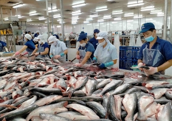 Cá tra Việt Nam chi phối 95% nguồn cá thịt trắng toàn cầu