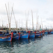 Thành lập Hội đồng thẩm định Quy hoạch cảng cá, khu neo đậu tránh trú bão cho tàu cá