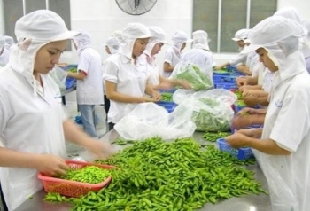 Tin tức kinh tế ngày 14/11: Việt Nam là thị trường cung cấp rau củ lớn nhất cho Đài Loan