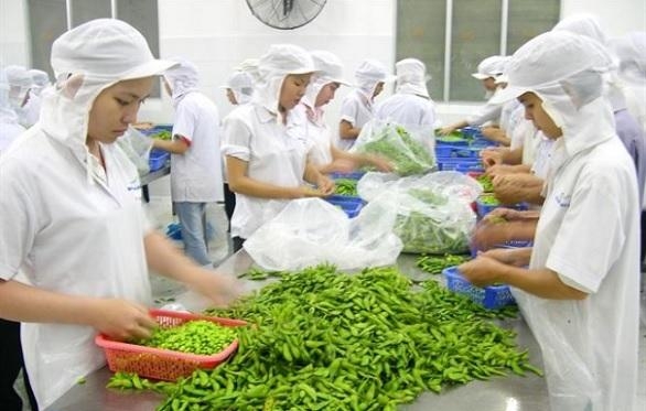 Tin tức kinh tế ngày 14/11: Việt Nam là thị trường cung cấp rau củ lớn nhất cho Đài Loan