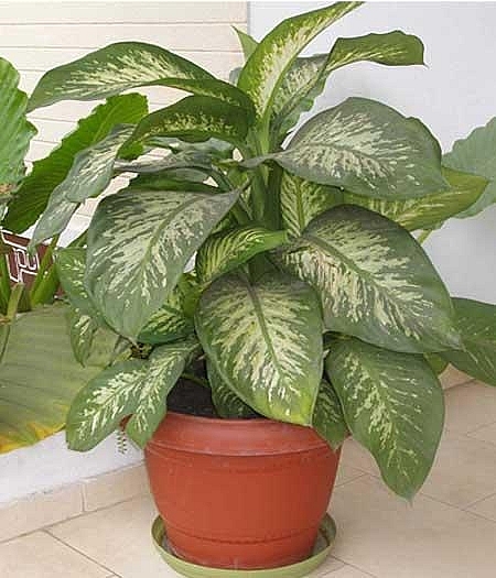 Tài lộc chảy vào nhà nhờ chậu hoa nhỏ để bàn tai loc chay vao nha nho chau hoa nho de ban