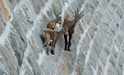 de ibex nha leo nui dac biet