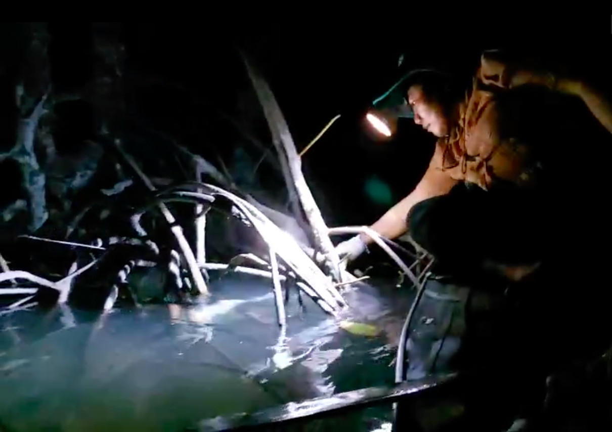 Về miền Tây trải nghiệm “săn” ba khía Về miền Tây trải nghiệm “săn” ba khía