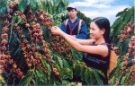 Báo Pháp viết về ngành cà phê Việt Nam
