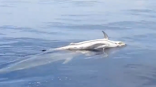 video ca heo me dua tang ca heo con