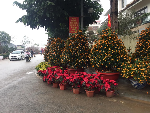 Lào Cai: Lan, đào, quất phô diễn tại chợ biên giới với giá rẻ bất ngờ! - 10 Lào Cai: Lan, đào, quất phô diễn tại chợ biên giới với giá rẻ bất ngờ! - 10