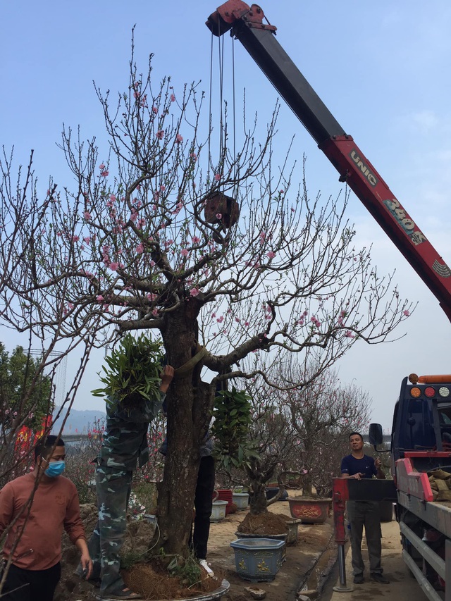 Lào Cai: Lan, đào, quất phô diễn tại chợ biên giới với giá rẻ bất ngờ! - 7 Lào Cai: Lan, đào, quất phô diễn tại chợ biên giới với giá rẻ bất ngờ! - 7