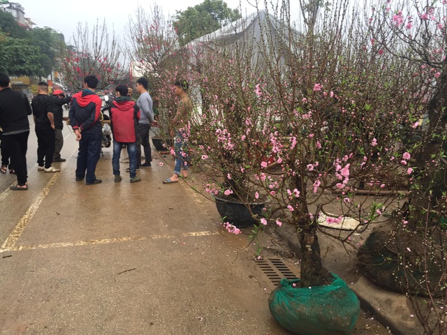 Lào Cai: Lan, đào, quất phô diễn tại chợ biên giới với giá rẻ bất ngờ! - 11 Lào Cai: Lan, đào, quất phô diễn tại chợ biên giới với giá rẻ bất ngờ! - 11