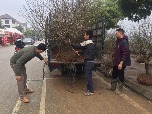 Lào Cai: Lan, đào, quất phô diễn tại chợ biên giới với giá rẻ bất ngờ! - 9 Lào Cai: Lan, đào, quất phô diễn tại chợ biên giới với giá rẻ bất ngờ! - 9