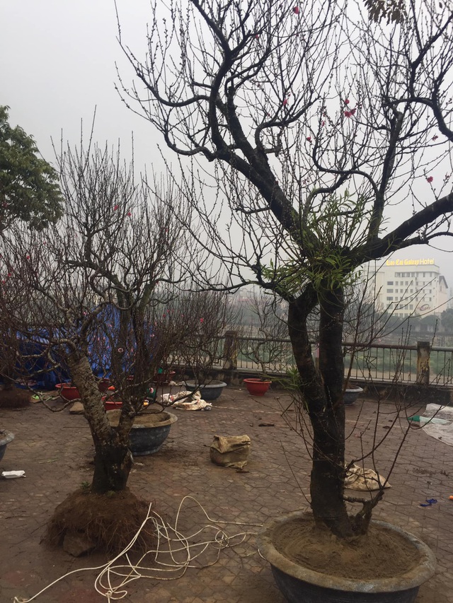 Lào Cai: Lan, đào, quất phô diễn tại chợ biên giới với giá rẻ bất ngờ! - 8 Lào Cai: Lan, đào, quất phô diễn tại chợ biên giới với giá rẻ bất ngờ! - 8