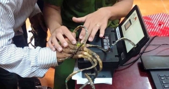 "Đánh vật" 25 phút không lấy nổi vân tay người có bộ móng dài nhất Việt Nam