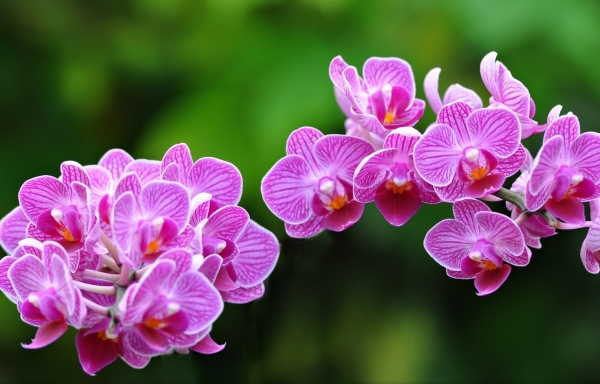 Tử vi ngày 5/7/2021: Tuổi Sửu tương lai tiến xa, tuổi Tuất kiếm được khoản khá - Vimarsana News
