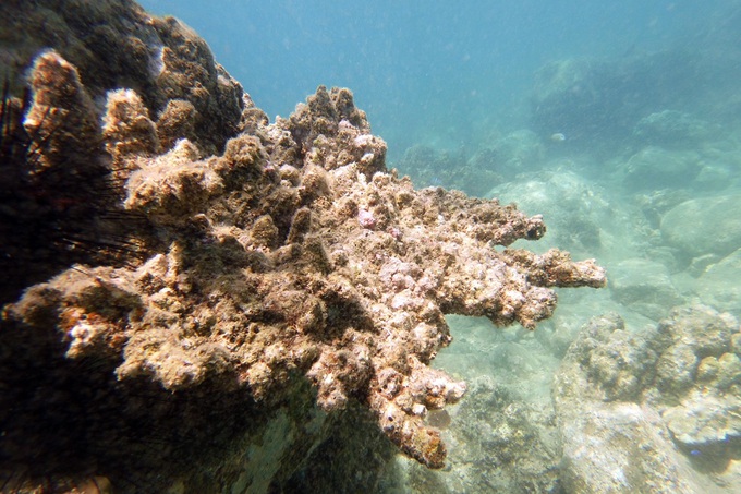 Nha Trang tạm dừng hoạt động du lịch lặn để bảo vệ rạn san hô nghìn năm - 1
