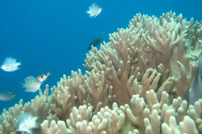 Nha Trang tạm dừng hoạt động du lịch lặn để bảo vệ rạn san hô nghìn năm - 3