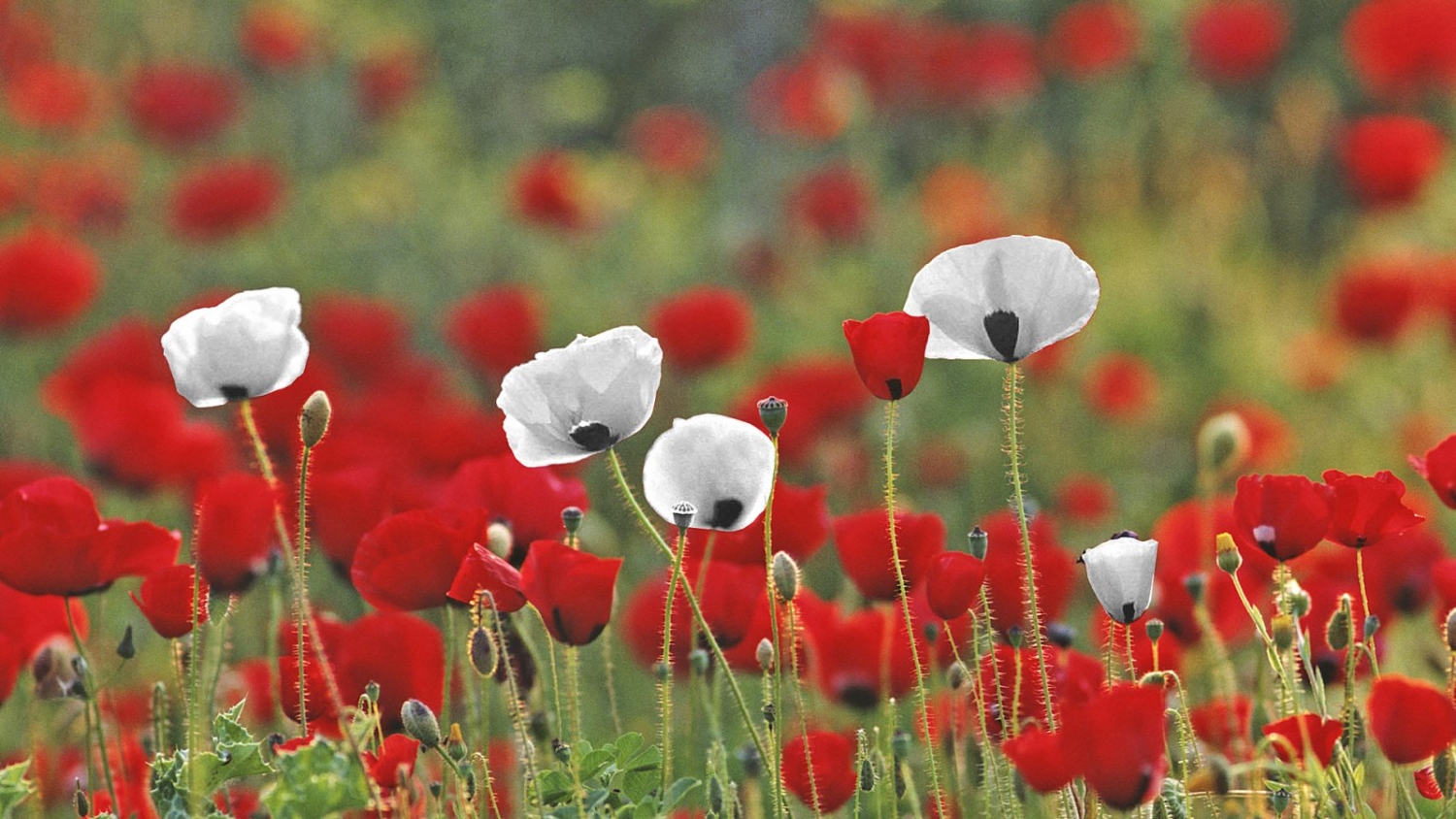 4807-campo-amapolas