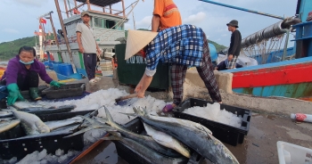 Chạy bão ngư dân vẫn trúng mẻ cá dũa thu hàng chục triệu đồng