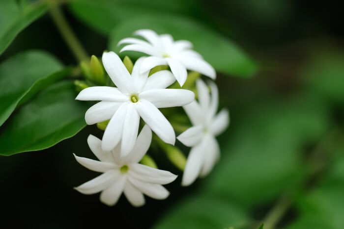 tử vi tuổi mùi chủ nhật ngày 20/10