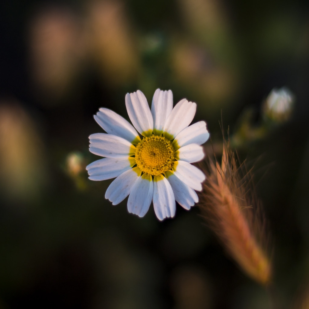 tu vi ngay 23102019 tuoi dan doi mat kho khan tuoi thin tin vui bat ngo