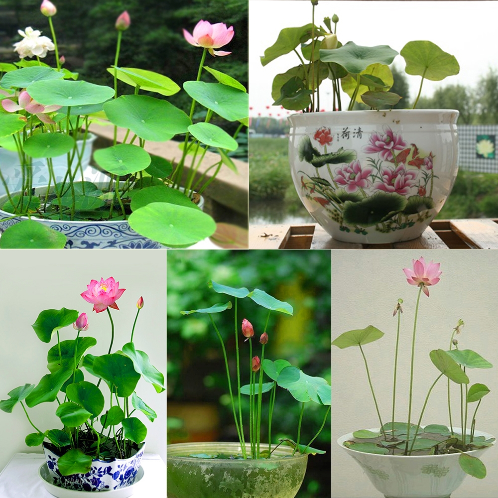12 con giap dat nhung vat nay trong nha thi tien vao nhu nuoc