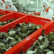 xuat khau tom sang eu ky vong tang truong 15 nho evfta