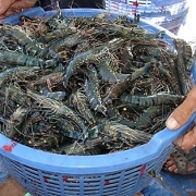 trung quoc cam tom ecuador co hoi hay thach thuc cho tom viet nam